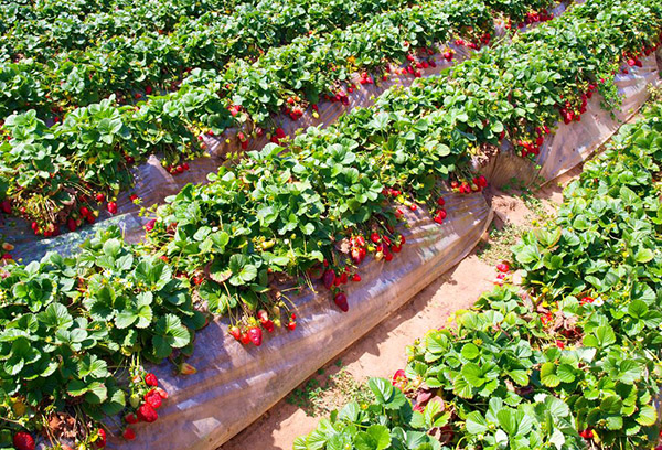 Lits avec fraises du jardin