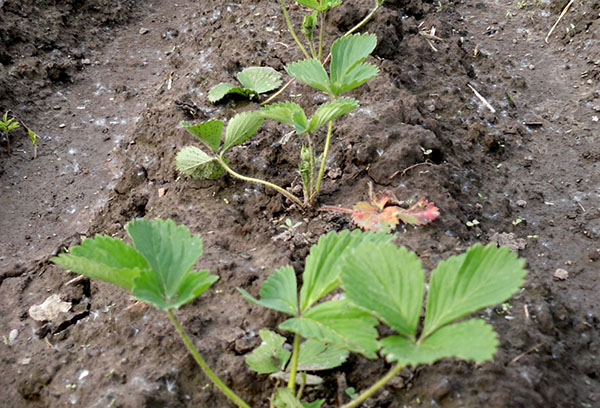 Planter des arbustes de fraises de jardin