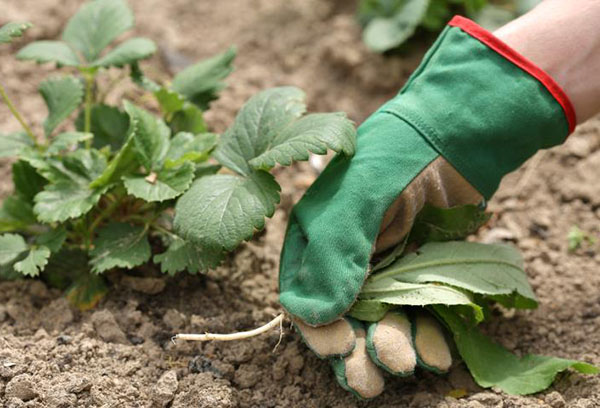 Éliminer les mauvaises herbes des plates-bandes de fraises