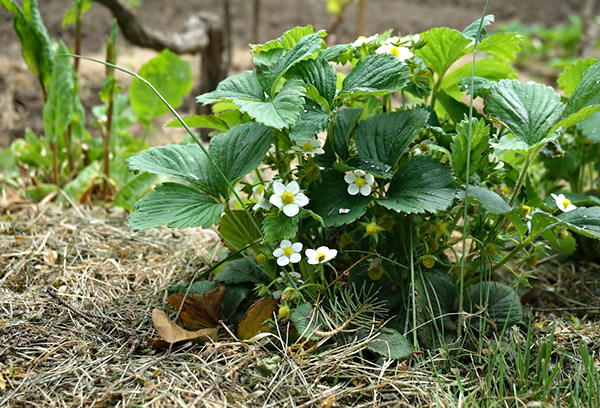 Fraise de jardin fleurie