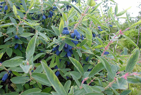 Buisson de chèvrefeuille