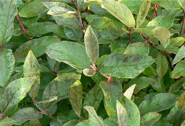 Feuilles de chèvrefeuille endommagées