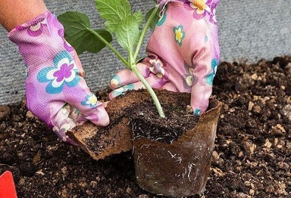 Planter des plants de pastèque dans une serre