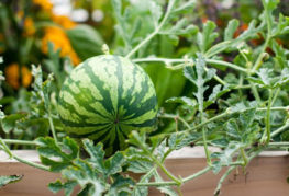 Pastèque dans un jardin chaleureux