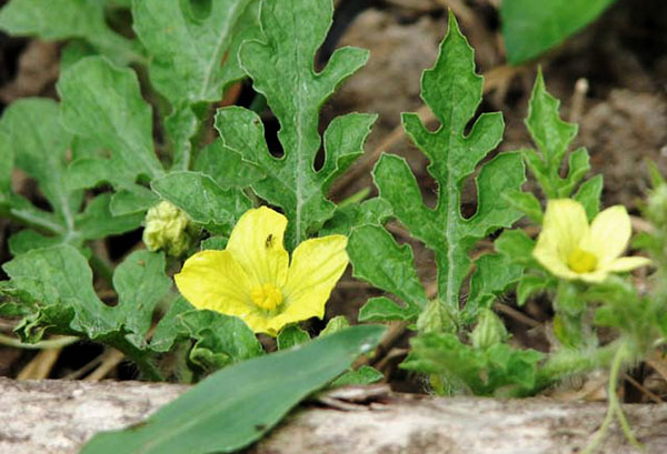 Fleurs sur un cil de pastèque