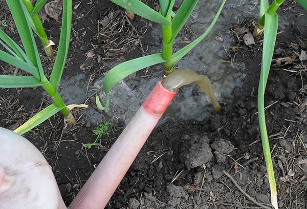 Alimentation à l'ail biologique