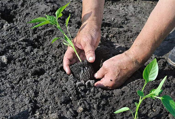 Planter des plants de poivrons en pleine terre