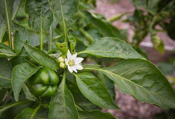 blomma och äggstock av paprika