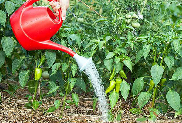 Vattna sängarna med paprika