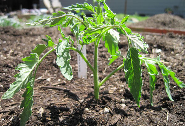 Tomate plantée en pleine terre