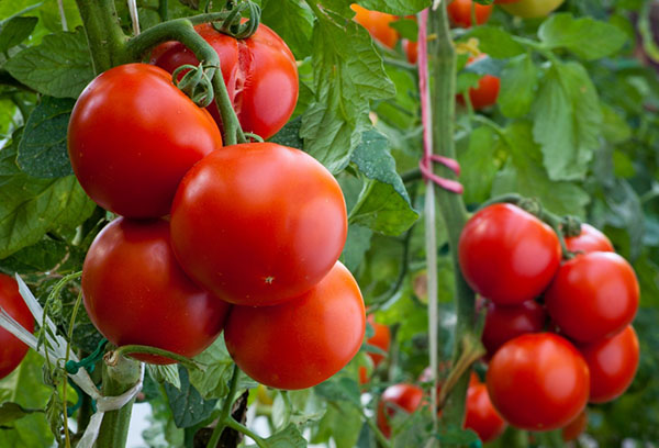 Tomates mûres sur les branches