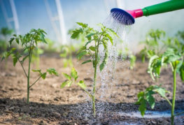 Alimentation foliaire des tomates