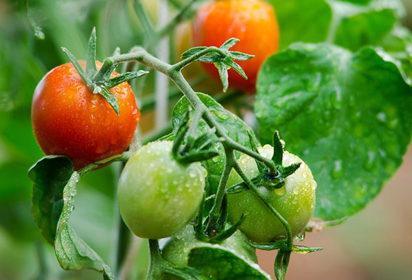 Tomates sur une branche