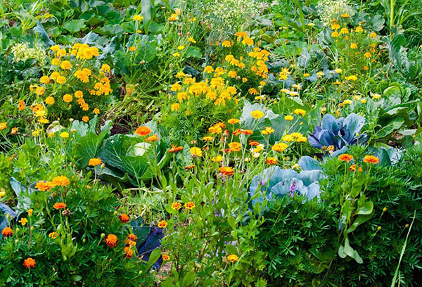 Chou et fleurs dans le même jardin