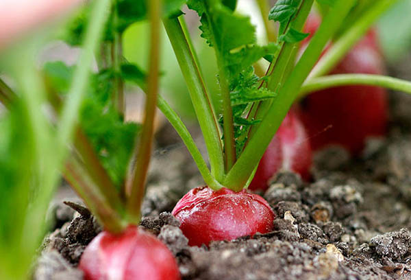 Radis dans le jardin