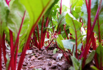 Betteraves dans le jardin