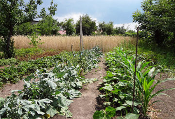 Concombres à côté de maïs dans le jardin