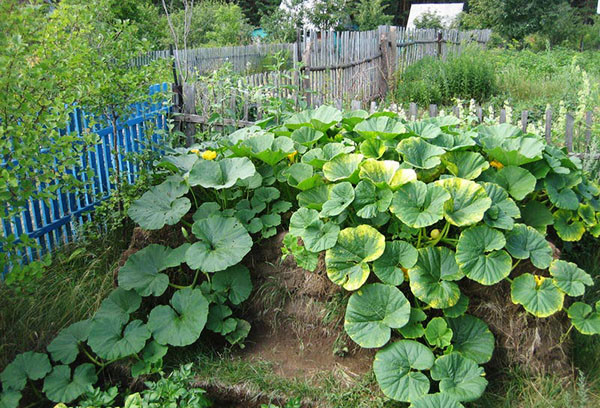 Citrouille sur le tas de compost