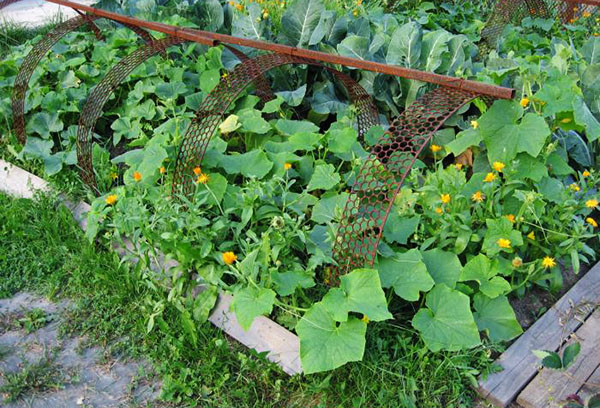 Concombres et calendula