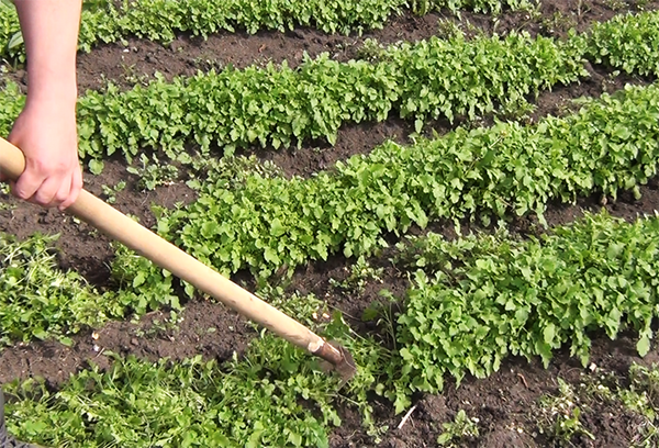 Biseau moutarde devant les tomates