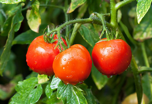 La maturation des tomates