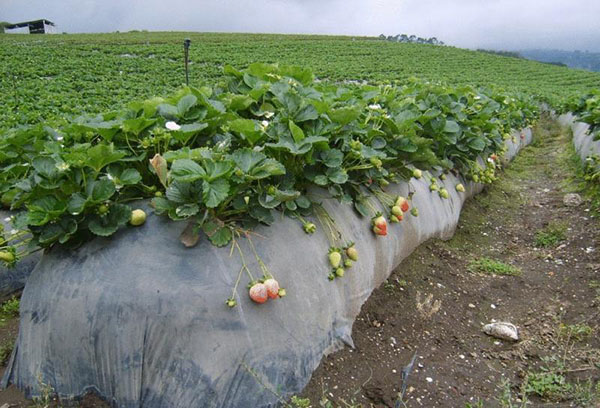 Fraises dans un jardin chaleureux