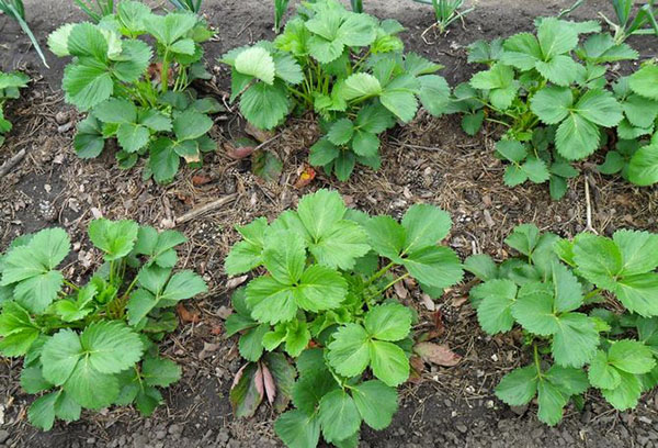 Les jeunes buissons de fraises