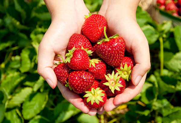 Fraises mûres