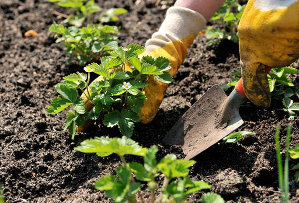 Planter des fraises