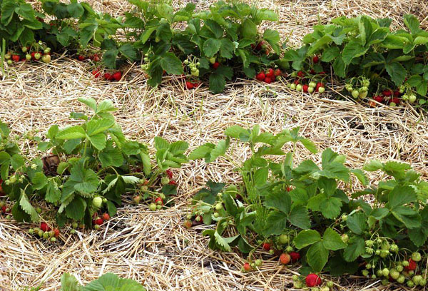 Pailler dans des lits de fraises