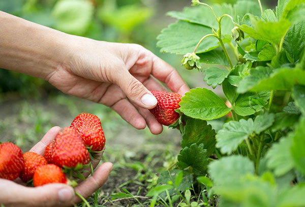 Cueillette des fraises