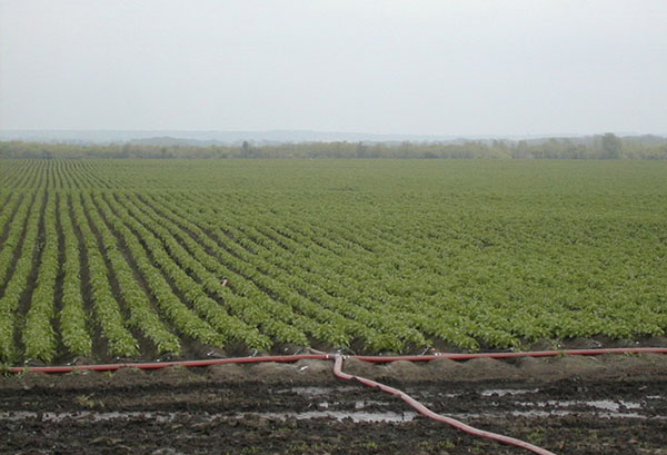 Système d'arrosage de pommes de terre