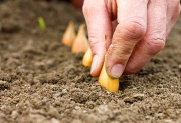 Planter des ensembles d'oignon