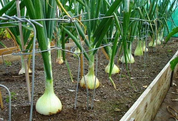 Oignons dans le jardin