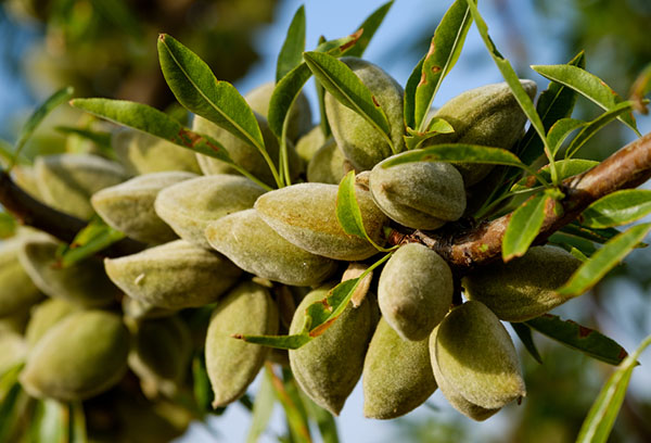 Fruits d'amande sur une branche