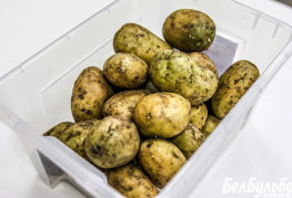 Pommes de terre vertes pour la plantation