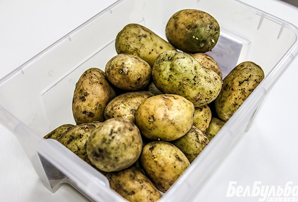 Pommes de terre vertes pour la plantation