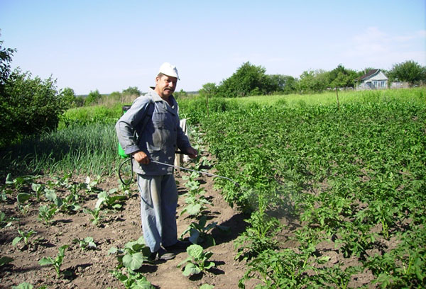 Pulvériser des pommes de terre