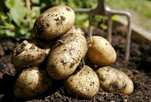 Creuser les tubercules de pommes de terre