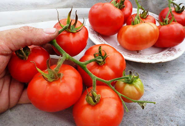 Branche avec des tomates