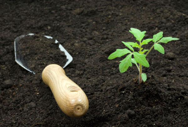 Planter une tomate