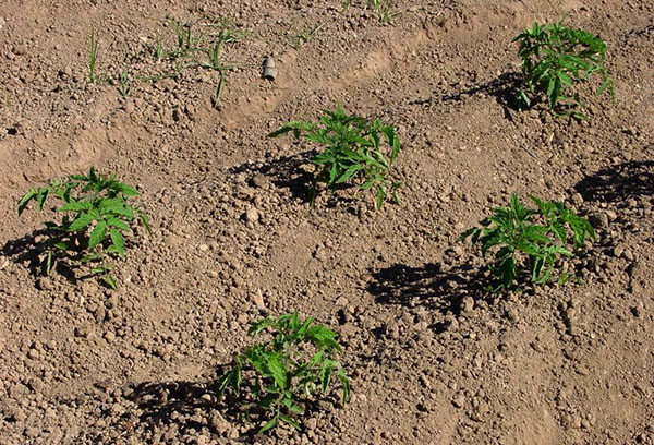 Les jeunes buissons de tomates