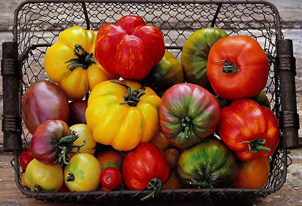 Différentes variétés de tomates