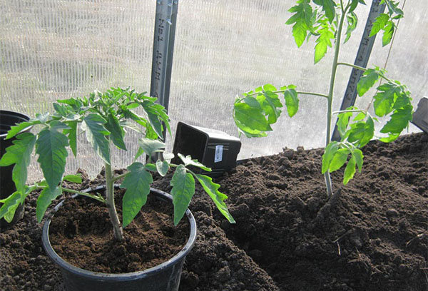 Planter des plants de tomates dans une serre