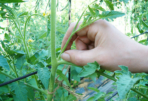 Pâturage de tomates