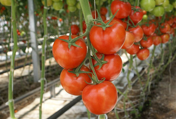 Tomates dans la serre