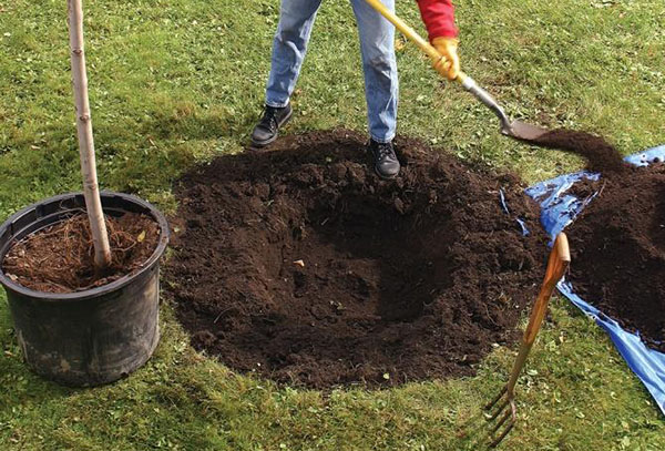 Préparer une fosse de plantation pour un pommier