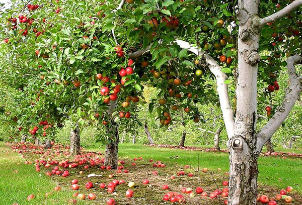 Les pommiers portent des fruits