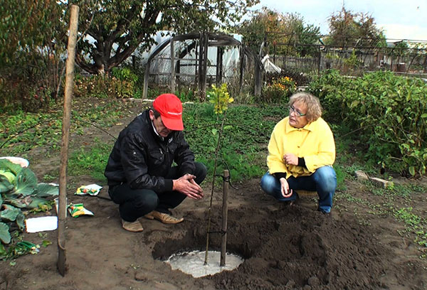 Planter un pommier