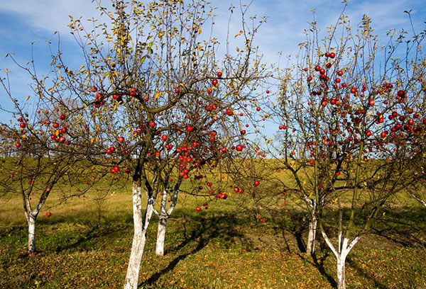 Jeunes pommiers en automne